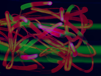 stanza webscapes